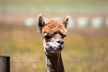 Image showing Alpaca animal in New Zealand