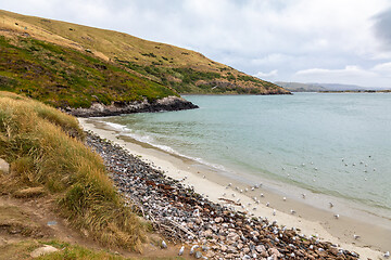 Image showing landscape at Taiaroa Head New Zealand