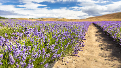 Image showing lavender field in New Zealand