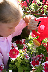 Image showing Gloxinia