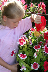 Image showing Gloxinia