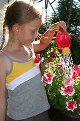 Image showing Gloxinia