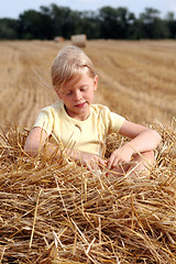 Image showing After harvest