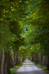 Image showing country road trought tree  alley in