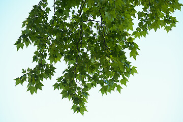 Image showing tree branches