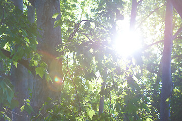 Image showing tree branches