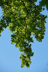 Image showing tree branches