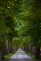 Image showing country road trought tree  alley in