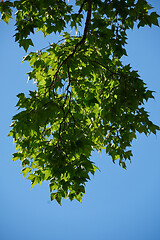 Image showing tree branches