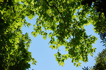 Image showing tree branches