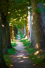 Image showing country road trought tree  alley in