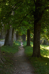 Image showing country road trought tree  alley in