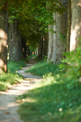 Image showing country road trought tree  alley in