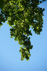 Image showing tree branches