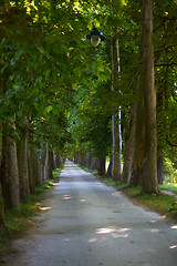 Image showing country road trought tree  alley in