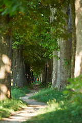 Image showing country road trought tree  alley in