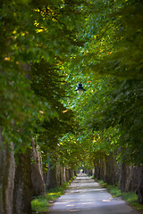 Image showing country road trought tree  alley in