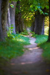 Image showing country road trought tree  alley in