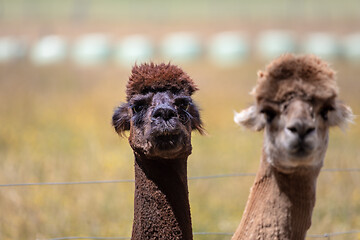 Image showing Alpaca animal in New Zealand