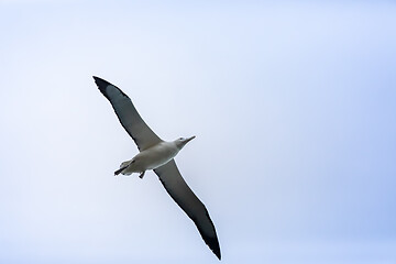 Image showing Albatross bird in the sky