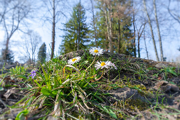 Image showing daisy flowers in the green grass