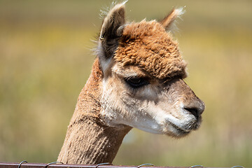 Image showing Alpaca animal in New Zealand