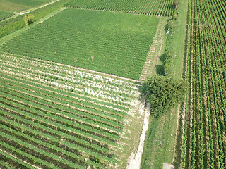 Image showing aerial view of a vineyard in Breisgau, Germany