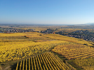 Image showing a view over a vineyard at Alsace France in autumn light