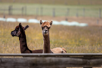 Image showing Alpaca animal in New Zealand