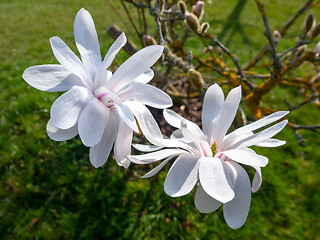 Image showing magnolia blossoms tree