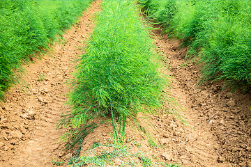 Image showing asparagus field in summer