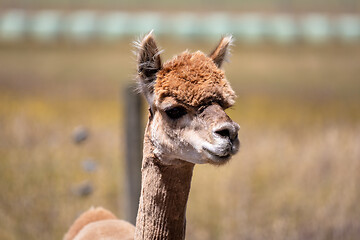 Image showing Alpaca animal in New Zealand