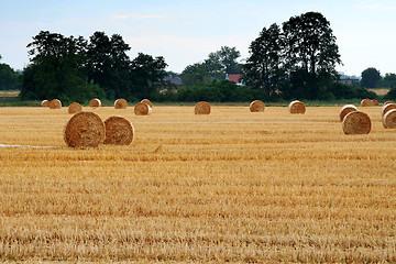 Image showing After harvest