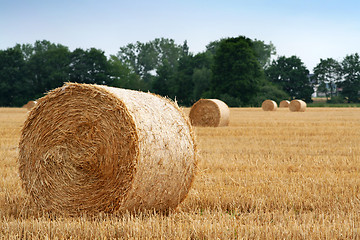 Image showing After harvest