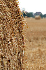 Image showing After harvest