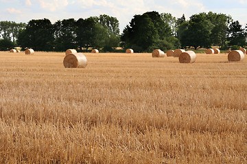 Image showing After harvest