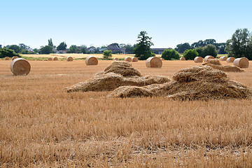 Image showing After harvest