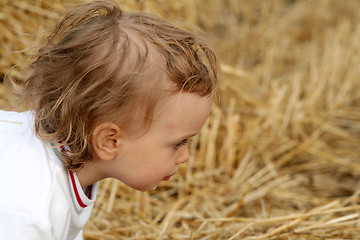 Image showing After harvest