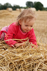 Image showing After harvest