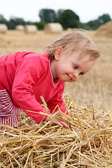 Image showing After harvest