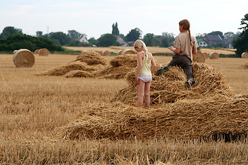 Image showing After harvest