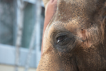 Image showing Close-up of an Asian elephant