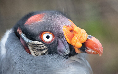 Image showing Close-up view King vulture Sarcoramphus papa, selective focus