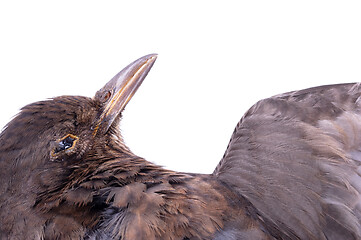Image showing Dead blackbird isolated