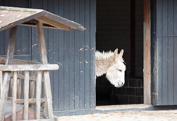 Image showing Donkey in a barn