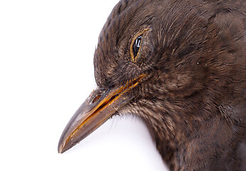 Image showing Dead blackbird isolated