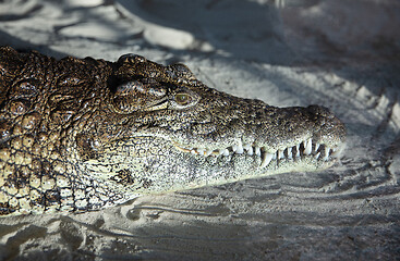 Image showing Nile Crocodile (Crocodylus niloticus) resting