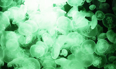 Image showing Image of many jellyfish in an aquarium