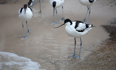 Image showing Wader: black and white Pied avocet on the beach