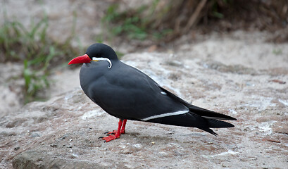 Image showing Portrait of a male inca tern on a rock, coastal bird from Americ